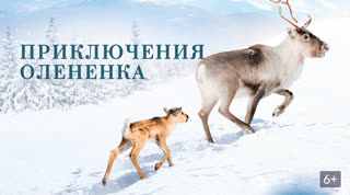 Приключения олененка