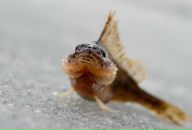 Роберт Бареев фотография #37 (источник - https://vk.com/id97035214)