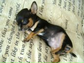 Фотография Гордиашвили Мариам