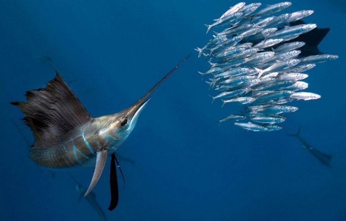 Фарид Гайсин фотография #24