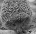 Анна Широкова фотография #41 (источник - https://vk.com/id50643075)