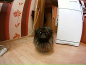 Иван Бондарев фотография #13 (источник - https://vk.com/id9838241)