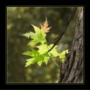 Фотография Березиной-Кауровой Натальи