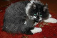 Антон Piton фотография #28 (источник - https://vk.com/id2018317)