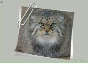 Діанка Куделюк фотография #16 (источник - https://vk.com/id87966960)