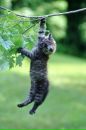 Фотография Кошка Дурёшка