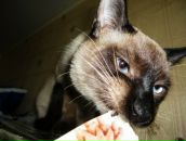 Фотография Коровай Алены