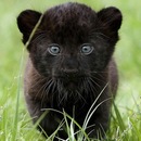 Фотография Надейкина Никиты