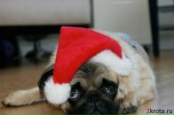 Світлана Синяк фотография #24 (источник - https://vk.com/id8086745)