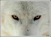 Фотография Вихрова Алёна