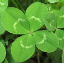 Фотография Мироняна Александра