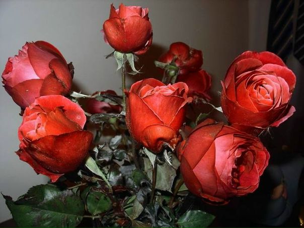 №2, Арина Симпотова №2, Арина Симпотова