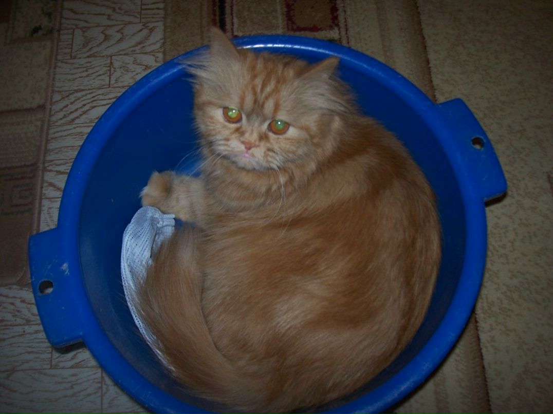 Елена Огун фотография #19