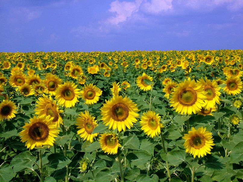 Дмитрий Батхилович фотография #30