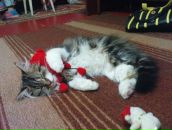 Фотография Гринь Анастасии