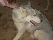 Сергей Романов фотография #27 (источник - https://vk.com/id3373761)