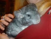 Фотография Ганичев Антошка