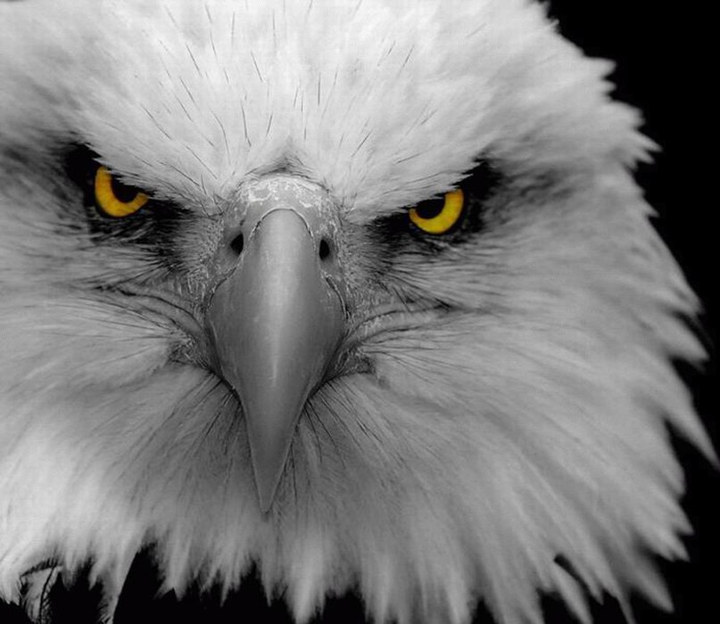 Дима Орлов фотография #17