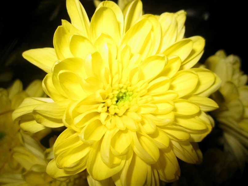 Ольга Гребенникова фотография #25