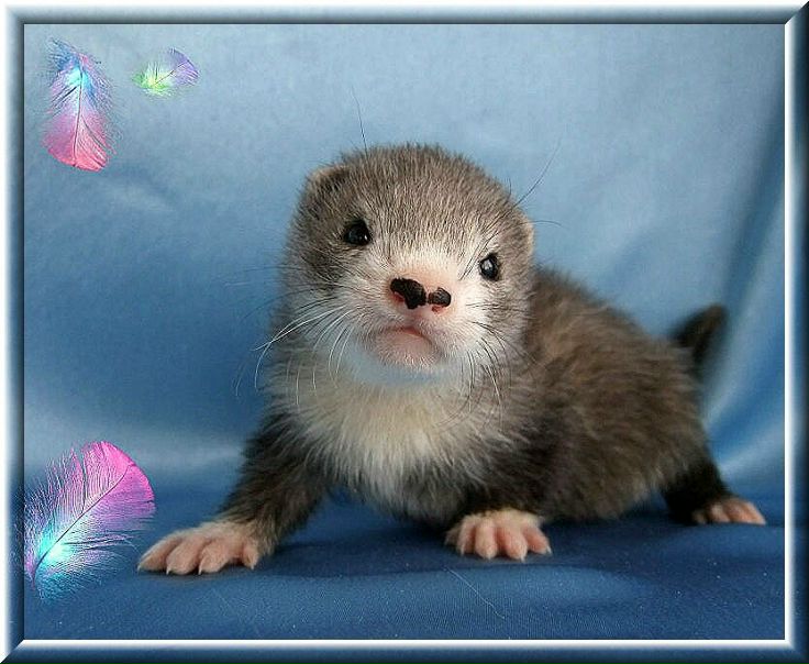 №6, Nadezhda Favourite Ferret, Красноярск №6, Nadezhda Favourite Ferret, Красноярск