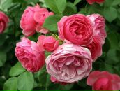 Фотография Петровой Надежды