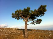 Света Давыдова фотография #11 (источник - https://vk.com/id5207845)