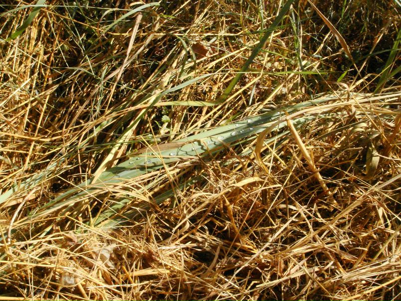 Лев Пак фото №47