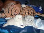 Фотография Журило Олега