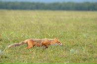 Фотография Трибунская Евгения