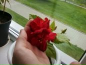 Фотография Крючковой Вероники