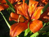 Фотография Николаева Фёдора