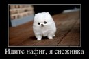 Ігор Хорош фотография #48 (источник - https://vk.com/id171062979)