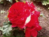 Фотография Гусевой-Силиной Ирины