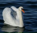 Фотография Гамбарян Марины