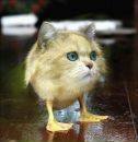 Фотография Кошечкина Георгия