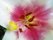 Світлана Шатковська фотография #46 (источник - https://vk.com/id123885154)