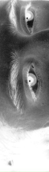 Ro Man фото №2