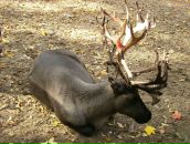 Фотография Чекотова Наталия