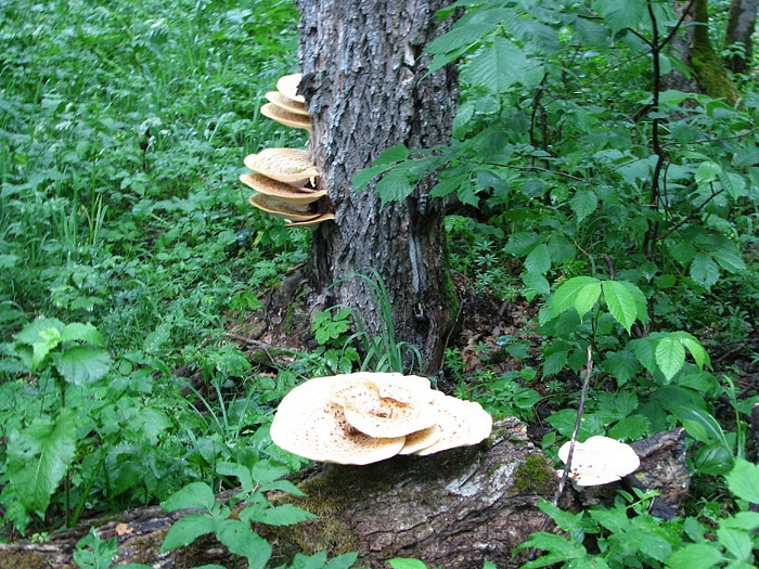 Рустам Казанцев фотография #33