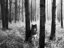 Євгеній Прищепа фотография #28 (источник - https://vk.com/id115975442)
