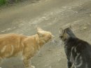 Марія Сiлкова фотография #21 (источник - https://vk.com/id53064207)