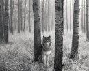 Ігор Мельник фотография #30 (источник - https://vk.com/id16046342)