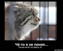 Асиф Зардари фотография #6 (источник - https://vk.com/id42724047)