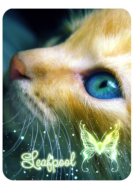 Thunder Cat фотография #6