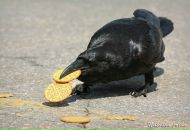 Фотография Петрова Ивана