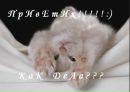 Віка Ланова фотография #45 (источник - https://vk.com/id154470232)