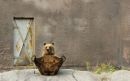 Фотография Медведь Пух