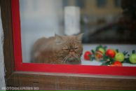 Фотография Иванова Сергея