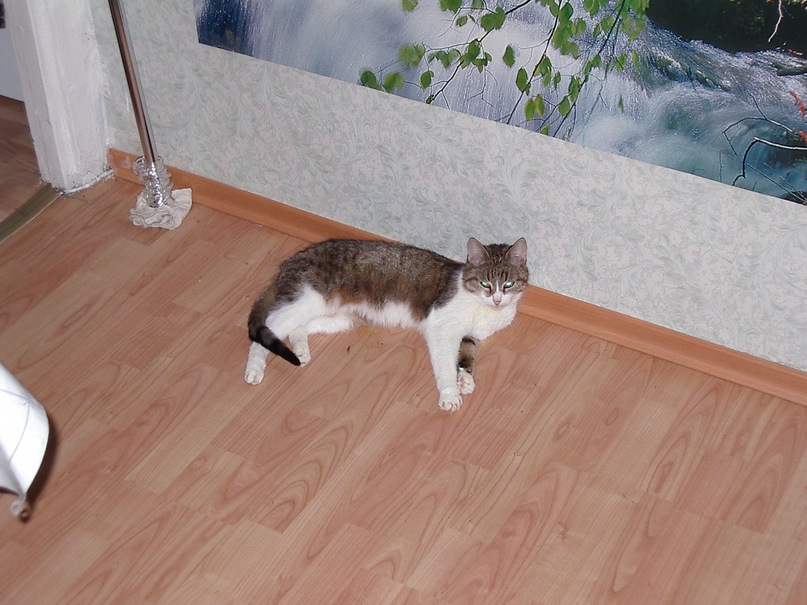 Стинг Стинг фотография #11