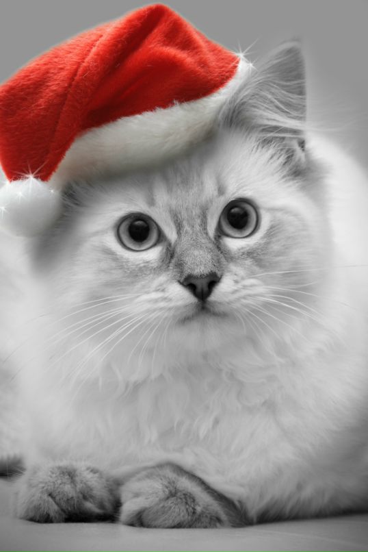 Во Ва фотография #20